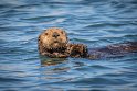 001 Moss Landing, zeeotter